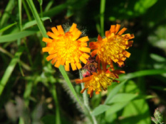 Hieracium aurantiacum Oranje havikskruid bestellen